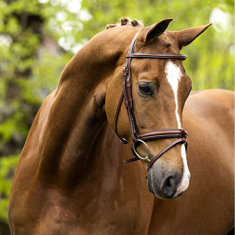 BR Anatomic Padded Halter Adjustable with Round Raised Noseband